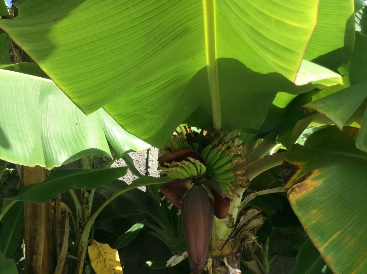 Gite Les Jardins D'Enoha Anse-Bertrand Exteriör bild