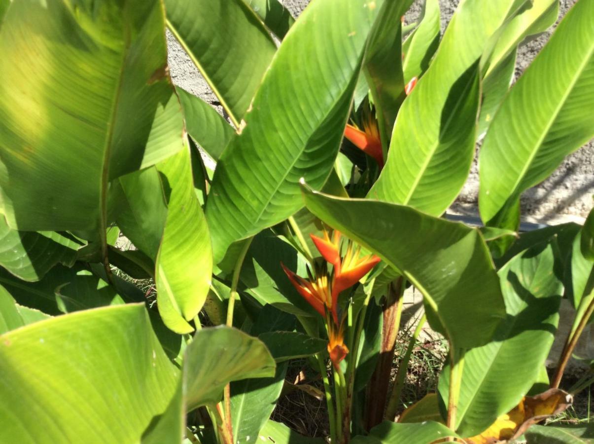 Gite Les Jardins D'Enoha Anse-Bertrand Exteriör bild